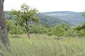 Blick aus Adelsberg auf die Lichtung oberhalb von Harrbach, auf der ein Solarpark entstehen könnte.