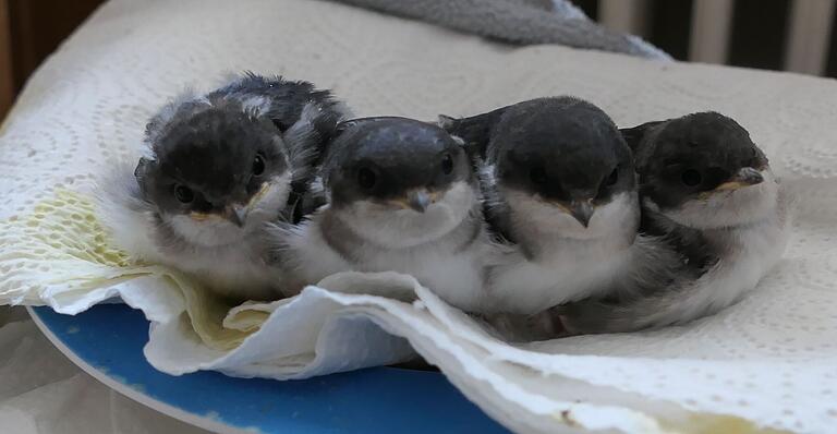 Gemütlich kuscheln sich die Babyschwalben in ihrem provisorischen Nest aneinander.&nbsp;