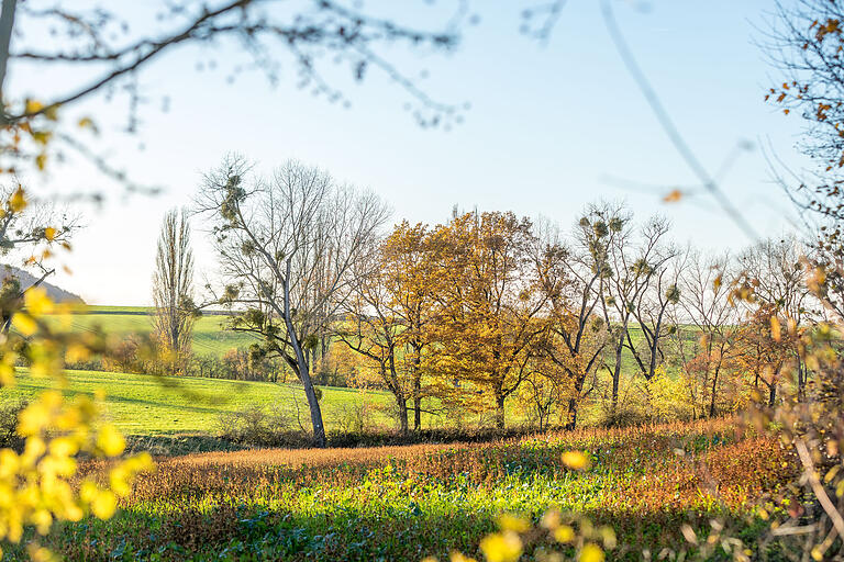 Knapp vier Kilometer ist der Wein-Kunst-Weg in Wiesenbronn lang: Die Natur leuchtet - so macht das Wandern Spaß. Knapp vier Kilometer ist der Wein-Kunst-Weg in Wiesenbronn lang: Die Natur leuchtet - so macht das Wandern Spaß.