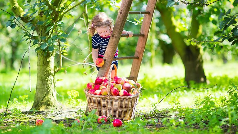 Der Sommer ist vorbei, trotzdem gibt es im Garten einiges zu tun, zum Beispiel Obst und Gemüse ernten, das jetzt Saison hat.