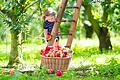 Der Sommer ist vorbei, trotzdem gibt es im Garten einiges zu tun, zum Beispiel Obst und Gemüse ernten, das jetzt Saison hat.