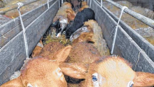 Kerngesund: Lämmer der Coburger Fuchsschafe im Stall der Thorwarts in Fuchsstadt. Doch nicht alle Tiere sind gesund auf die Welt gekommen. Das Schmallenberg-Virus hat offenbar zwei Lämmer befallen.