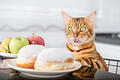Katze diabetes symbol.jpeg       -  Zu viel Süßes und zu wenig Obst und Gemüse kann bei Menschen schon mal eine Diabetes-Erkrankung zur Folge haben. Auch Katzen können an der „Zuckerkrankheit“ leiden.