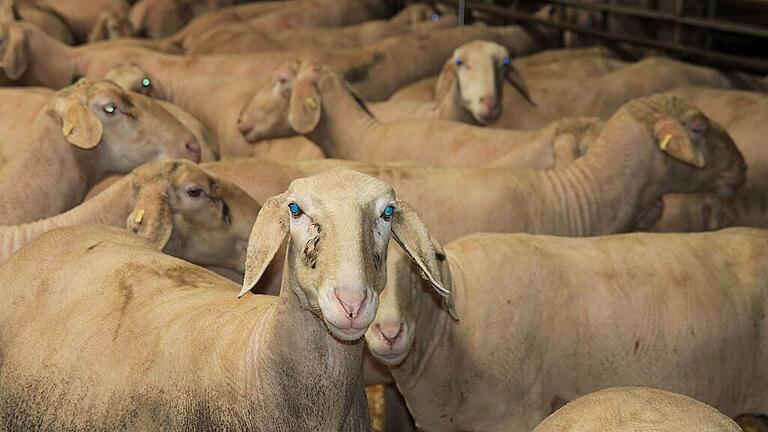 370 Mutterschafe und 60 Jungtiere stehen derzeit bei Schäfer Heinz Schmidt im Stall in Brünnau. In wenigen Wochen gehen sie wieder auf Wanderschaft.