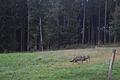 Ein Wolf wurde am 27. August in Lohrhaupten von einer Wildkamera fotografiert. Ist sie die Wölfin GW3092f?