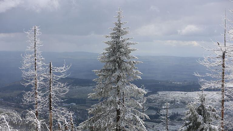 Schneebedeckte Fichten.jpeg - Im Mittelgebirge ist mit viel Neuschnee zu rechnen. Schneebedeckte Fichten.jpeg - Im Mittelgebirge ist mit viel Neuschnee zu rechnen.