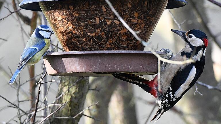 Mahlzeit zu zweit: Eine Blaumeise und ein Buntspecht am Futterhäuschen von Vogelkundler Hartwig Brönner.