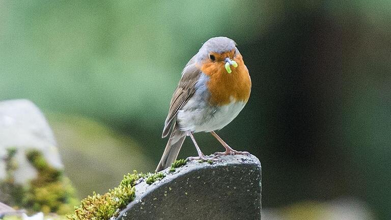 Vogelspaziergang mit dem NABU - Noch keine Seltenheit: Ein Rotkehlchen sitzt in Stuttgart auf einem Stein und hat einen Wurm im Schnabel. Vogelspaziergang mit dem NABU - Noch keine Seltenheit: Ein Rotkehlchen sitzt in Stuttgart auf einem Stein und hat einen Wurm im Schnabel.