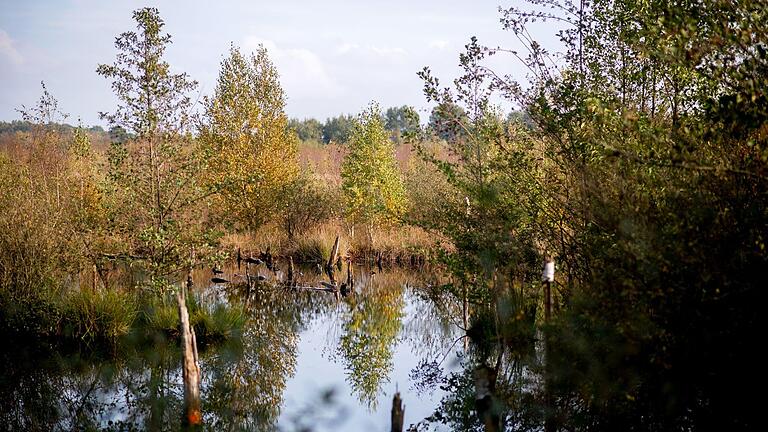 Moore.jpeg       -  Moore - wie hier in Niedersachsen - sind wichtig für die Natur. In Deutschland ist jedoch ein Großteil der Flächen zerstört.