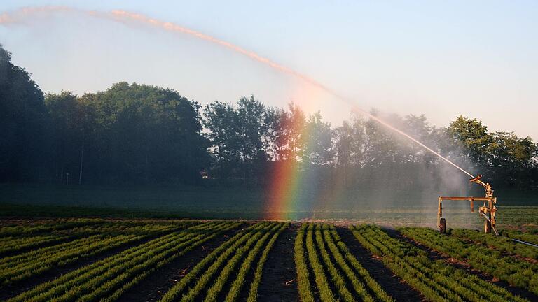Die Beregnung der Felder, auf denen Heilkräuter wachsen, gehört in den Sommermonaten zum Landschaftsbild Schwebheims.