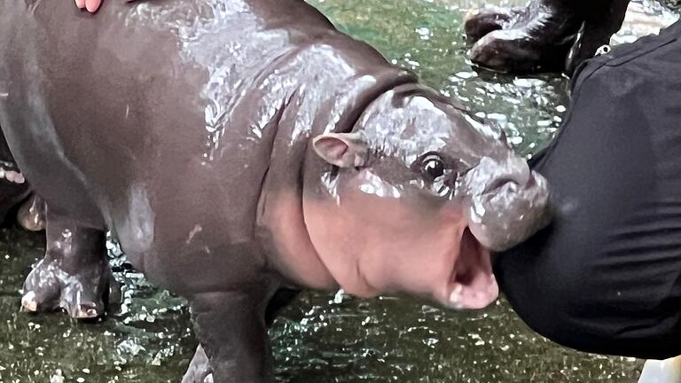 Zwergflusspferd Moo Deng in Thailand - Eine der Lieblingsbeschäftigungen von Moo Deng ist es, ihren Pfleger sanft ins Knie zu beißen. Zwergflusspferd Moo Deng in Thailand - Eine der Lieblingsbeschäftigungen von Moo Deng ist es, ihren Pfleger sanft ins Knie zu beißen.