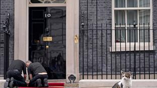 Kater Larry von 10 Downing Street       -  Larry lebt schon deutlich länger in der Downing Street als die meisten Premierminister. (Archivbild)