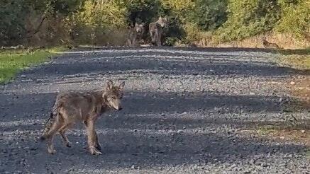 Einer der Jungwölfe vom Truppenübungsplatz Wildflecken kam nun auf der A7 ums Leben. Die Aufnahme einer Fotofalle vom vergangenen September zeigt vier der sechs Welpen. Einer der Jungwölfe vom Truppenübungsplatz Wildflecken kam nun auf der A7 ums Leben. Die Aufnahme einer Fotofalle vom vergangenen September zeigt vier der sechs Welpen.
