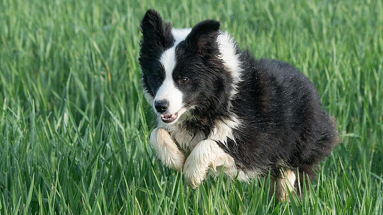 bordercollie.jpg - Border Collie Hunde genießen häufig ein langes Leben. Sie benötigen dafür ausreichend Bewegung und eine ausgewogene Kost bordercollie.jpg - Border Collie Hunde genießen häufig ein langes Leben. Sie benötigen dafür ausreichend Bewegung und eine ausgewogene Kost