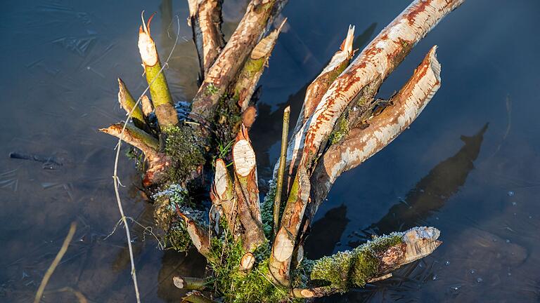 Am Weiher am Weidigsbach finden sich überall Spuren des Bibers.