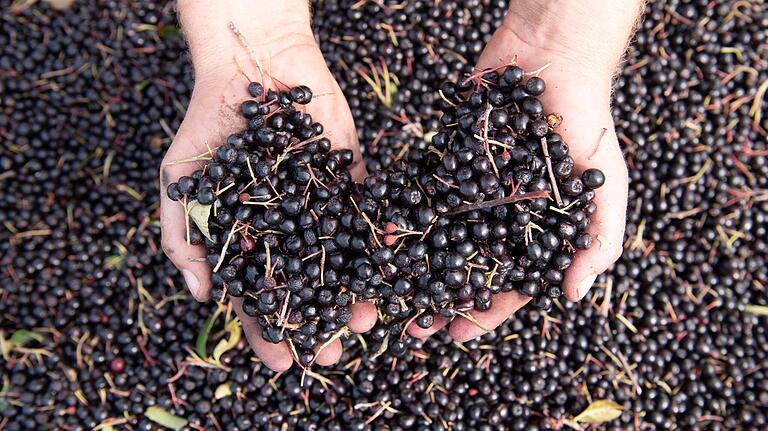 Frisch geerntet: Aroniabeeren.&nbsp;