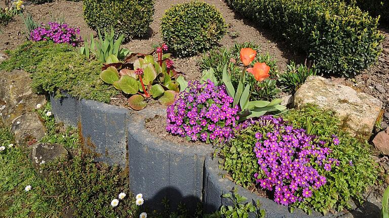 Blühende Stauden, Zwiebelgewächse und einjährige Blumen setzen Farbakzente im Garten. Blühende Stauden, Zwiebelgewächse und einjährige Blumen setzen Farbakzente im Garten.