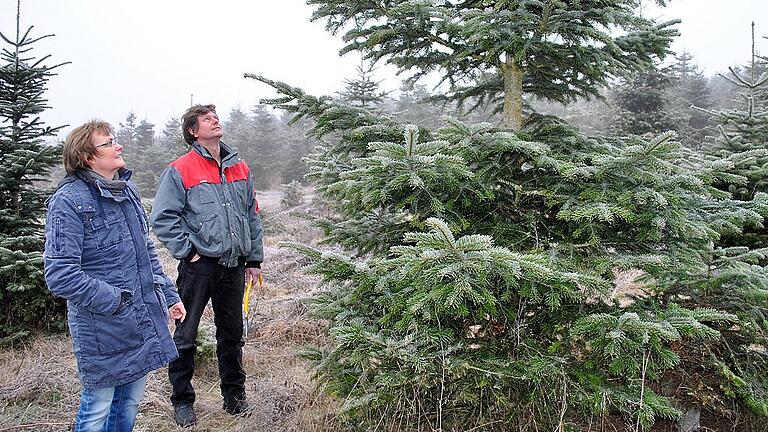 Hannelore und Thomas Thamke aus Hellingen suchen im Christbaumland in Zimmerau ein größeres Exemplar. Wenn sie selbst ernten, wissen sie, dass der Baum frisch ist.