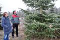 Hannelore und Thomas Thamke aus Hellingen suchen im Christbaumland in Zimmerau ein größeres Exemplar. Wenn sie selbst ernten, wissen sie, dass der Baum frisch ist.