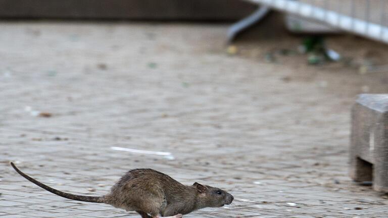 Ratten kommen in die Wohngebiete. Auch in mehreren Ortsteilen der Marktgemeinde Oberthulba gibt es dieses Problem.       -  Ratten kommen in die Wohngebiete. Auch in mehreren Ortsteilen der Marktgemeinde Oberthulba gibt es dieses Problem.