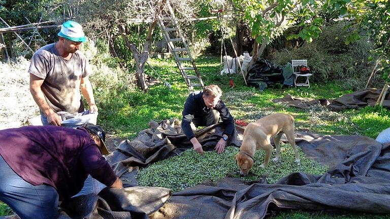 In ihrem eigenen Garten erntet Ingrid Turetschek mit ihren Helfern jedes Jahr viele Säcke Oliven, aus denen sie Olivenöl presst. In ihrem eigenen Garten erntet Ingrid Turetschek mit ihren Helfern jedes Jahr viele Säcke Oliven, aus denen sie Olivenöl presst.