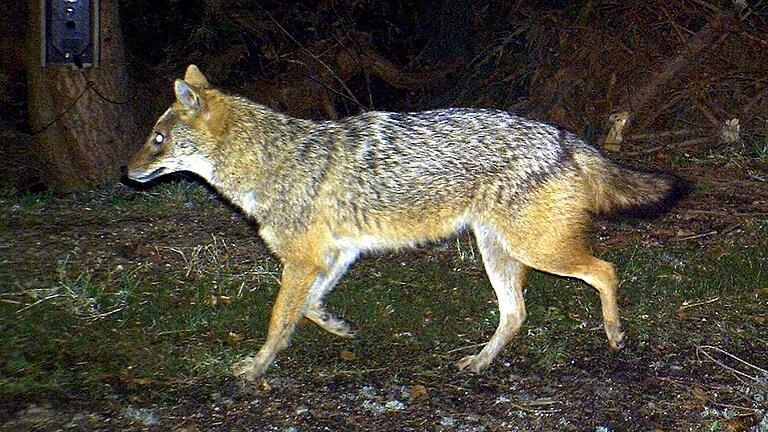 Dieser Goldschakal lief 2012 im Bayerischen Wald in eine Wildkamera.