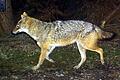 Dieser Goldschakal lief 2012 im Bayerischen Wald in eine Wildkamera.