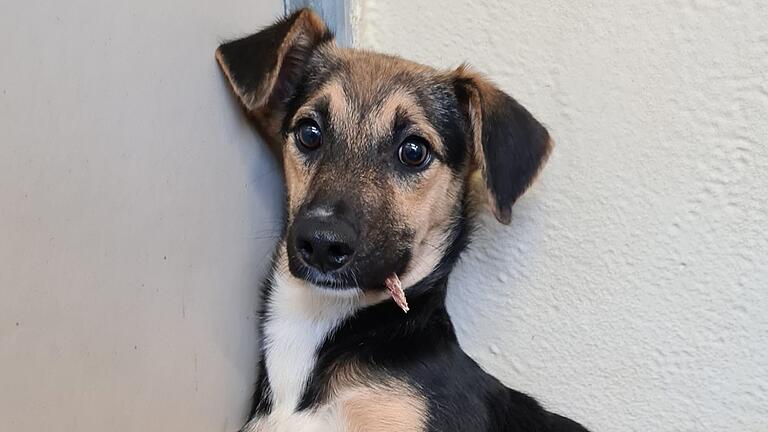 Der ehemalige Straßenhund Axel aus dem Würzburger Tierheim hofft durch die RTL-Sendung 'Die Unvermittelbaren' auf ein neues Zuhause.