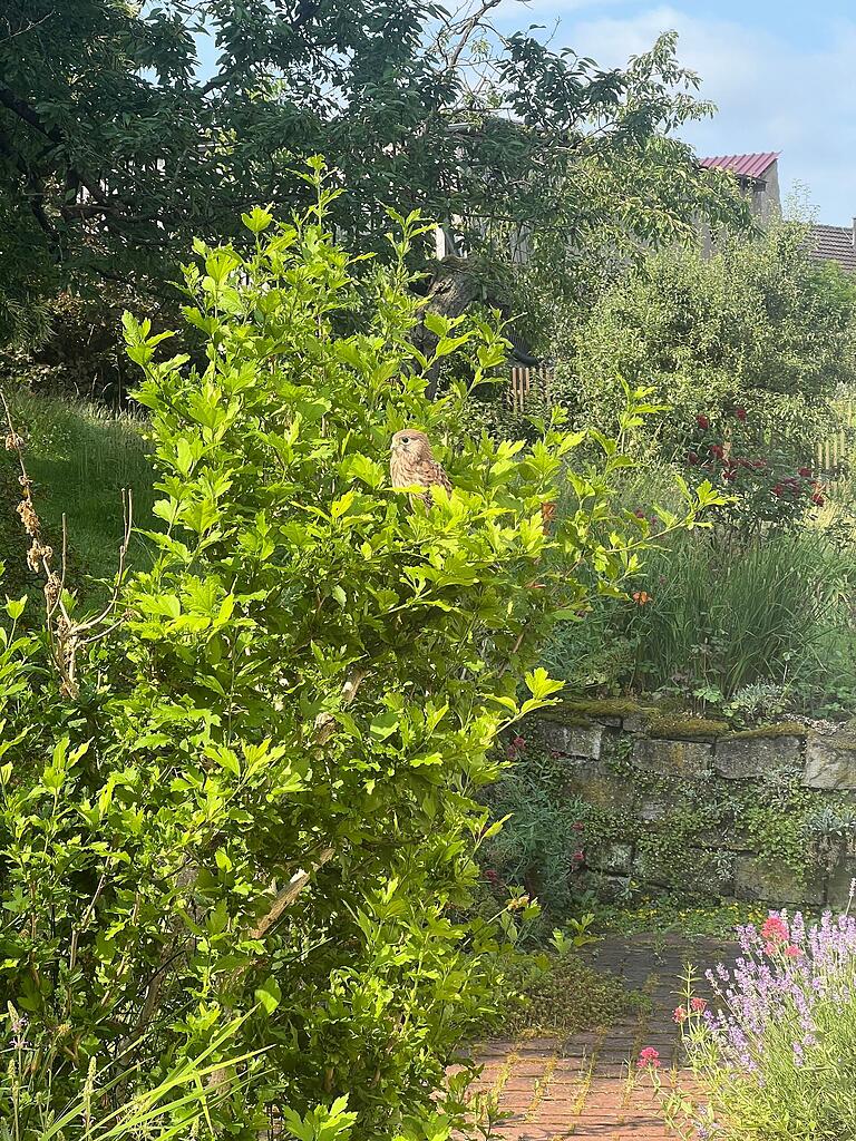 Weil er noch nicht wirklich hoch hinaus kann, sucht der junge Turmfalke Zuflucht im Hibiskus. Weil er noch nicht wirklich hoch hinaus kann, sucht der junge Turmfalke Zuflucht im Hibiskus. 