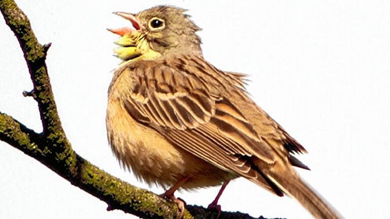 Vogelstimmen morgens auf der Spur: Spaziergang mit dem Bund Naturschutz durch Gereuth