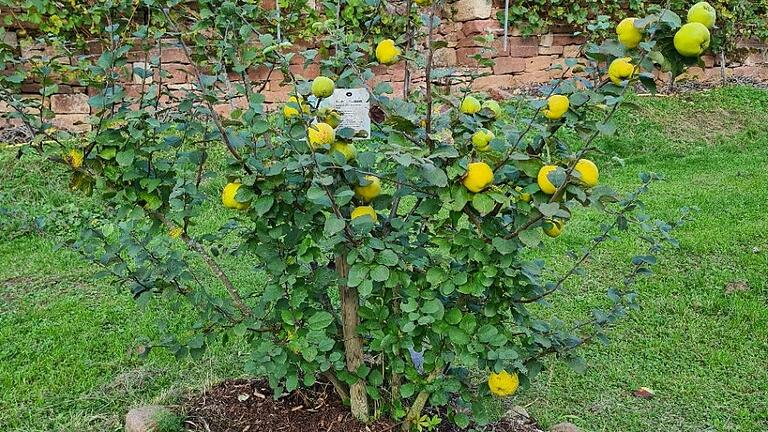 Die Urform des Quittenbaumes ist die Strauchform. Die Urform des Quittenbaumes ist die Strauchform.