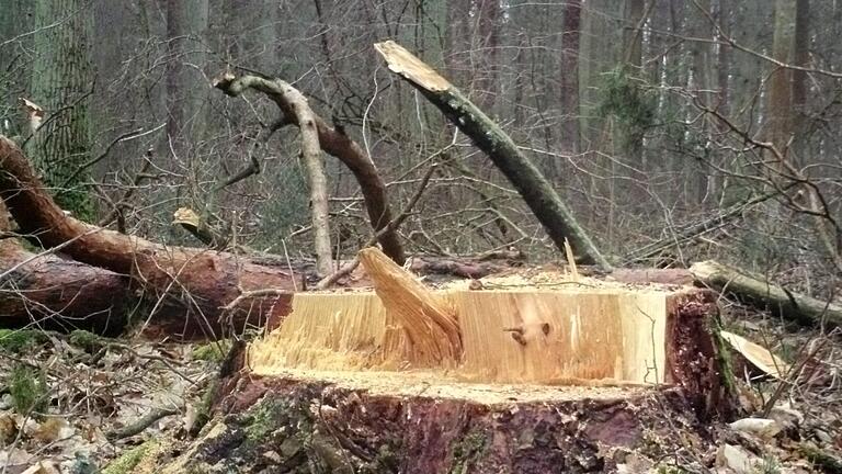 Nicht nur die Trockenheit, vor allem auch Käferbefall und  der Schwammspinner macht dem Wald zu schaffen.   Der Holzeinschlag für 2020 wird deshalb gesenkt.     Foto: Daniel Wiener       -  Nicht nur die Trockenheit, vor allem auch Käferbefall und  der Schwammspinner macht dem Wald zu schaffen.   Der Holzeinschlag für 2020 wird deshalb gesenkt.     Foto: Daniel Wiener