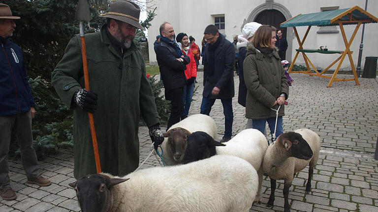 Martin Steuerwald zog mit Rhönschafen über den Markt.  Foto: Stefan Geiger       -  Martin Steuerwald zog mit Rhönschafen über den Markt.  Foto: Stefan Geiger