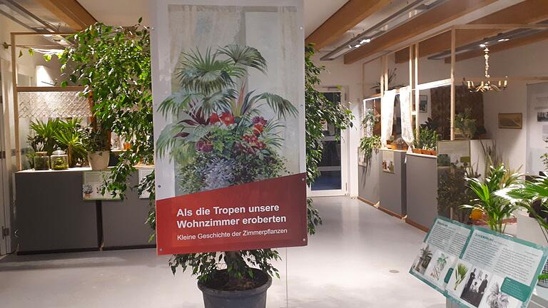 Wie kamen exotische Pflanzen in unsere Wohnzimmer? Im Botanischer Garten der Uni Würzburg erzählt eine Ausstellung über die Geschichte der Zimmerpflanzen.