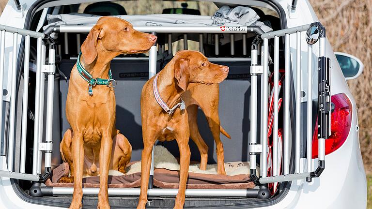 Der Hund soll mit: Nicht immer muss es ein großes Auto sein.jpeg       -  Klar, ein ganzes Rudel Hunde im Kleinwagen, das wird eng. Aber generell ist wegen einem Hund nicht gleich ein extra großes Auto oder ein SUV nötig.