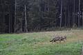 Auf diesem Bild, das am 27. August 2023 in Lohrhaupten im hessischen Spessart von einer Wildkamera aufgenommen wurde, könnte es sich um Wölfin GW3092f handeln.