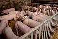 Blick in einen Schweinestall: Bei Markus Schmitt in Dörflis sind die Tiere teilweise auch im Außenbereich untergebracht.