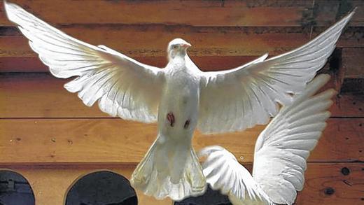 Kleiner verteidigt Tauben-Umsiedelung