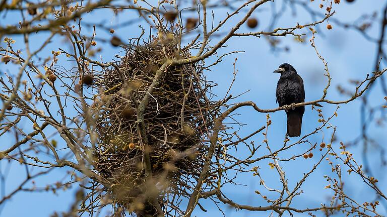 Über 250 Saatkrähenkolonien gab es vergangenes Jahr in Kitzingen. Die Vögel machen im Stadtgebiet und auf Feldern große Probleme.&nbsp;