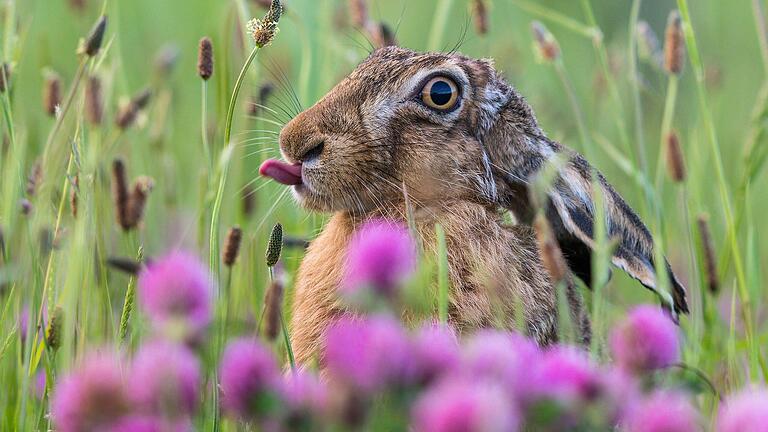 Hase in der Blumenwiese, gesehen in der Nähe von Kitzingen.