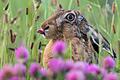 Hase in der Blumenwiese, gesehen in der Nähe von Kitzingen.