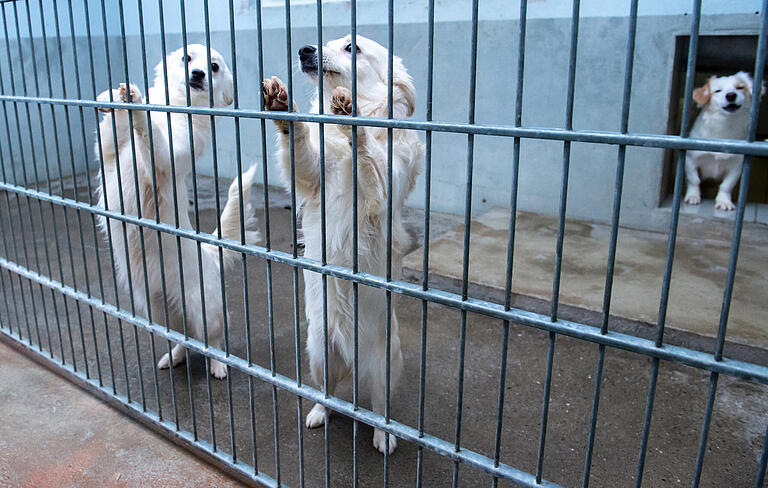 Nach ihrer Quarantäne dürfen&nbsp;Sina, Sunny und Simba in ein größeres Gehege wechseln, wenn sie bis dahin nicht ein neues Herrchen oder Frauchen finden. Der Preis für einen Hund beginnt bei rund 400 Euro.