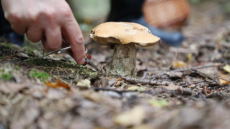 Ein Pilzsammler musste aus dem Wald gerettet werden.