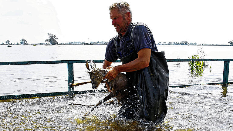 Der Fischer als Jäger: Fischer Gernot Quaschny rettet im Hochwasser vor Schönhausen in Sachsen-Anhalt ein geschwächtes Reh, das auf einer Brücke im Hochwasser stand.