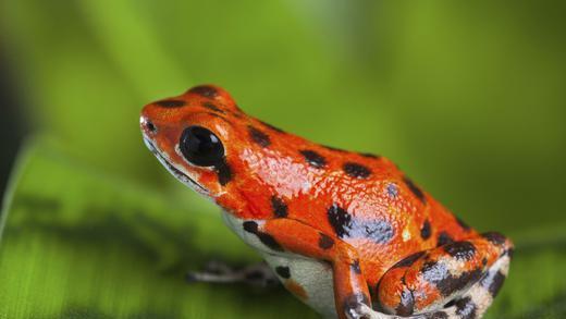 Exotische Schönheit: Die Pfeilgiftfrösche behalten in Gefangenschaft ihre prächtige Färbung, verlieren jedoch ihr Giftigkeit.Foto: Thinkstock Exotische Schönheit: Die Pfeilgiftfrösche behalten in Gefangenschaft ihre prächtige Färbung, verlieren jedoch ihr Giftigkeit.Foto: Thinkstock
