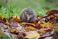 Tierheime verhängen Aufnahmestopp für Igel       -  Tierheime in Bayern haben keinen Platz mehr für Igel. (Symbolbild)