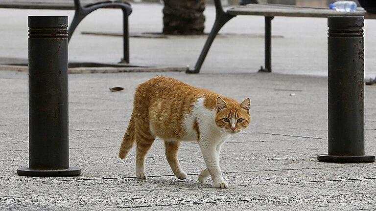 Coronavirus - Libanon - Katzen, die kein Zuhause haben, sind für so manche Kommune ein großes Problem. Coronavirus - Libanon - Katzen, die kein Zuhause haben, sind für so manche Kommune ein großes Problem.