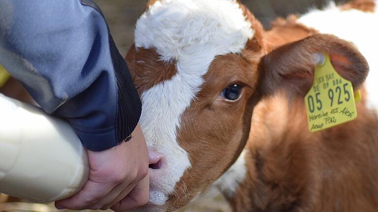 Die Drillingskälbchen bleiben zunächst bei ihrer Mutter und müssen zugefüttert werden, denn zumindest derzeit reicht die Milch von Mutterkuh Mareike nicht für alle drei.