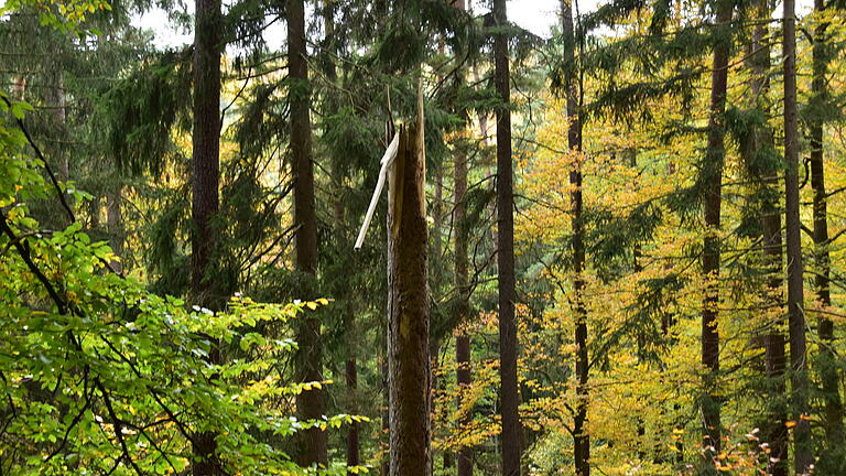 Gute Voraussetzungen bringt der Spessart mit seinem hohen Waldanteil für ein Biosphärenreservat mit.