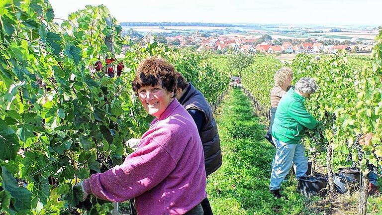 Fleißig: Die Helfer bei der Arbeit, im Hintergrund ist Bullenheim zu sehen. Fleißig: Die Helfer bei der Arbeit, im Hintergrund ist Bullenheim zu sehen.